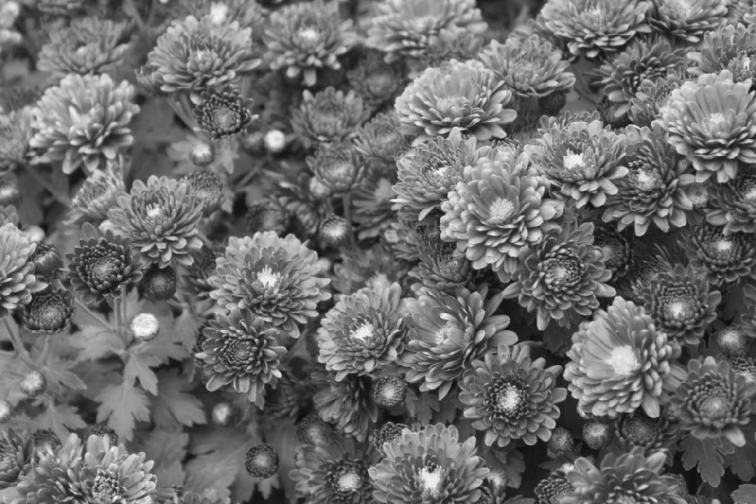 Процес навчання флористиці онлайн